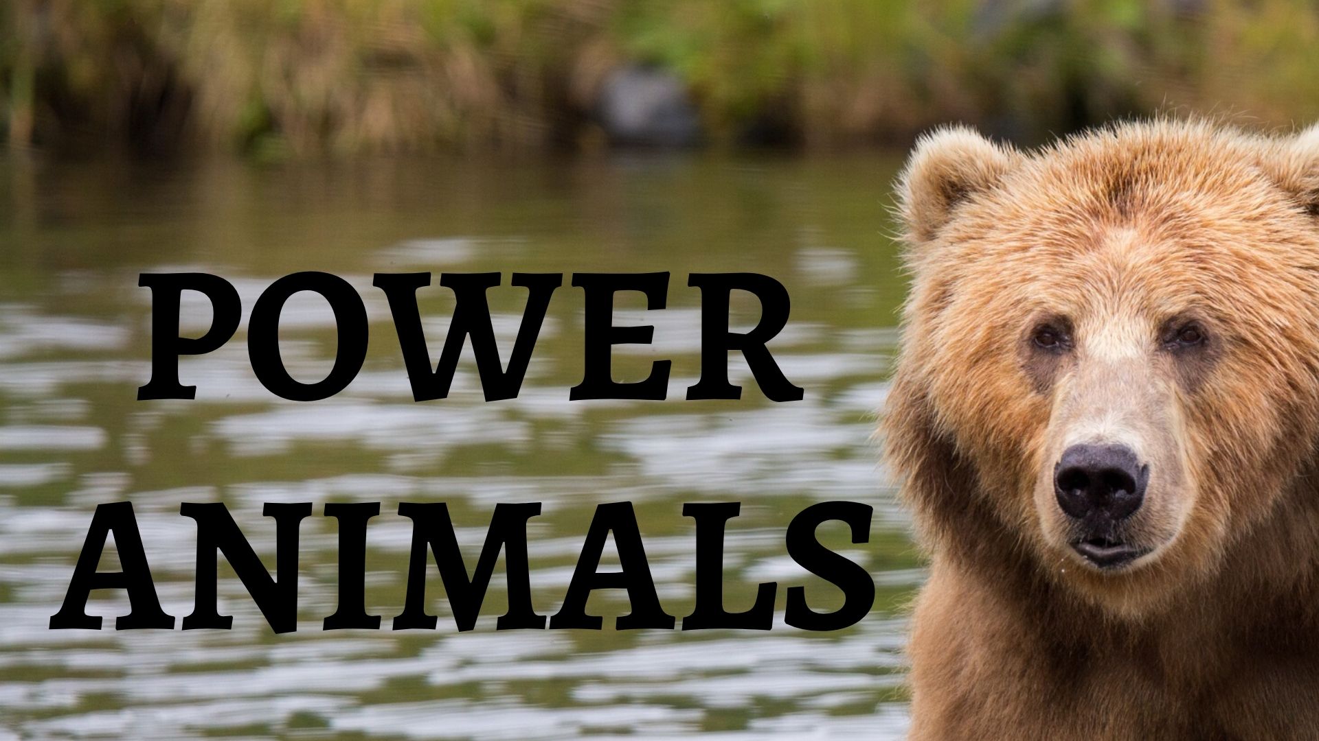 Power Animal Dances