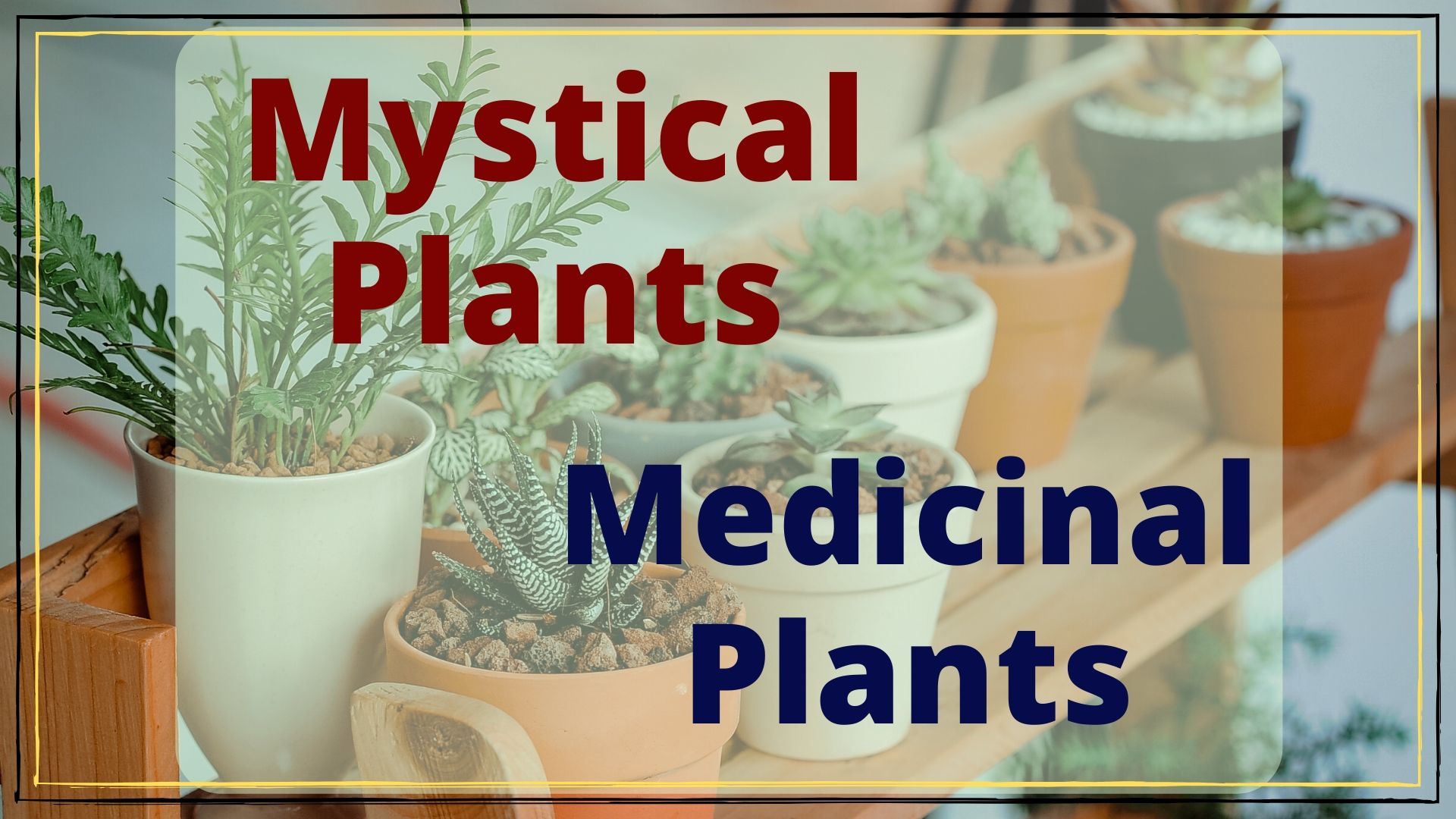 Mystical Plants and Medicinal Plants