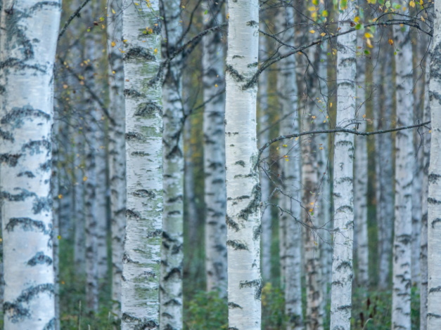 What Types of Pagans Are There? (10 Modern Pagan Paths)