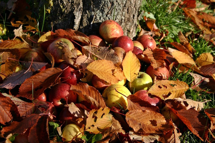 Happy Mabon – The Meaning of Mabon